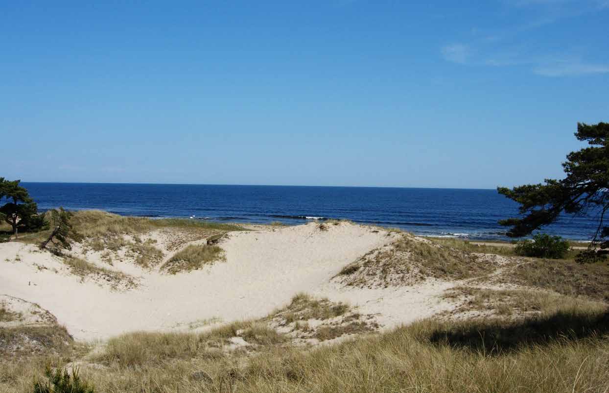 DYNER Sanddyner är störningskrävande naturtyper som förekommer framför allt längs våra kuster, men även inåt land, t.ex. i form av grässandhedar.