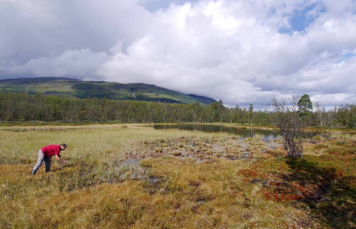 LANDMOLLUSKER De svenska landmollusker som upptas i habitatdirektivet är fyra kalkkrävande arter av grynsnäckor.