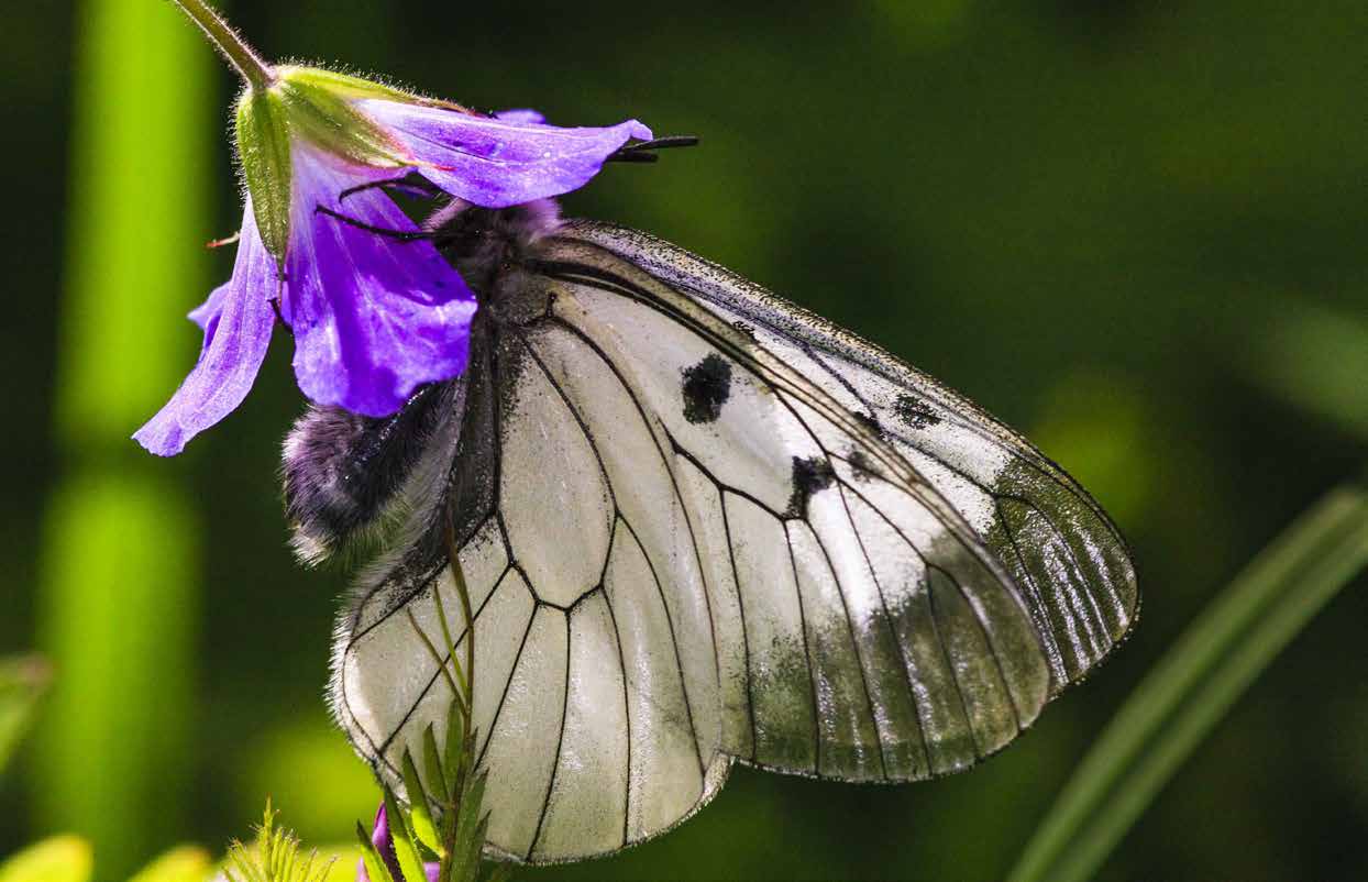 FJÄRILAR De fjärilar som i Sverige är upptagna i habitatdirektivet hör hemma på hävdade gräsmarker samt i skogs- och fjällmiljöer.