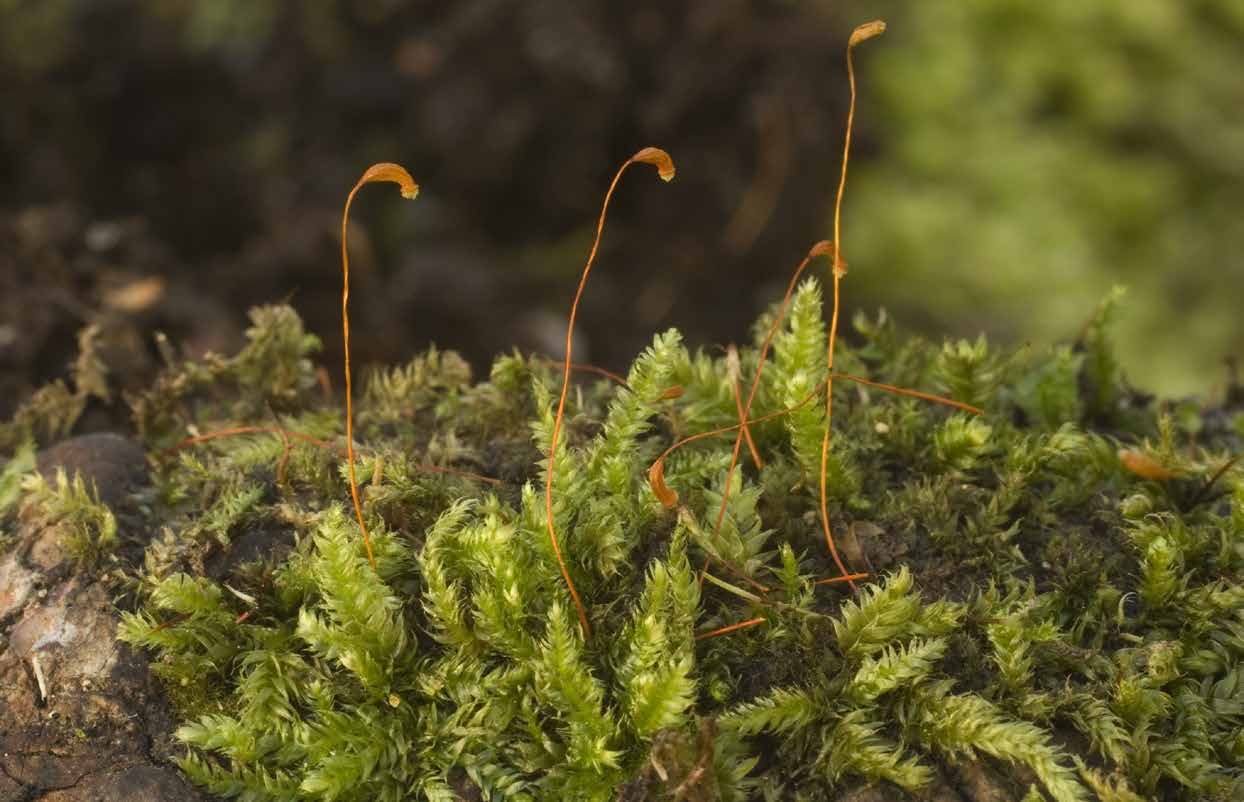 MOSSOR OCH LAVAR Mossfloran är känd för att kunna spegla ett områdes klimat och luftkvalitet.