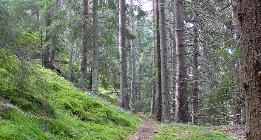 Riksdagens definition av miljökvalitetsmålet Skogens och skogsmarkens värde för biologisk produktion ska skyddas samtidigt som den biologiska mångfalden bevaras samt kulturmiljö värden och sociala