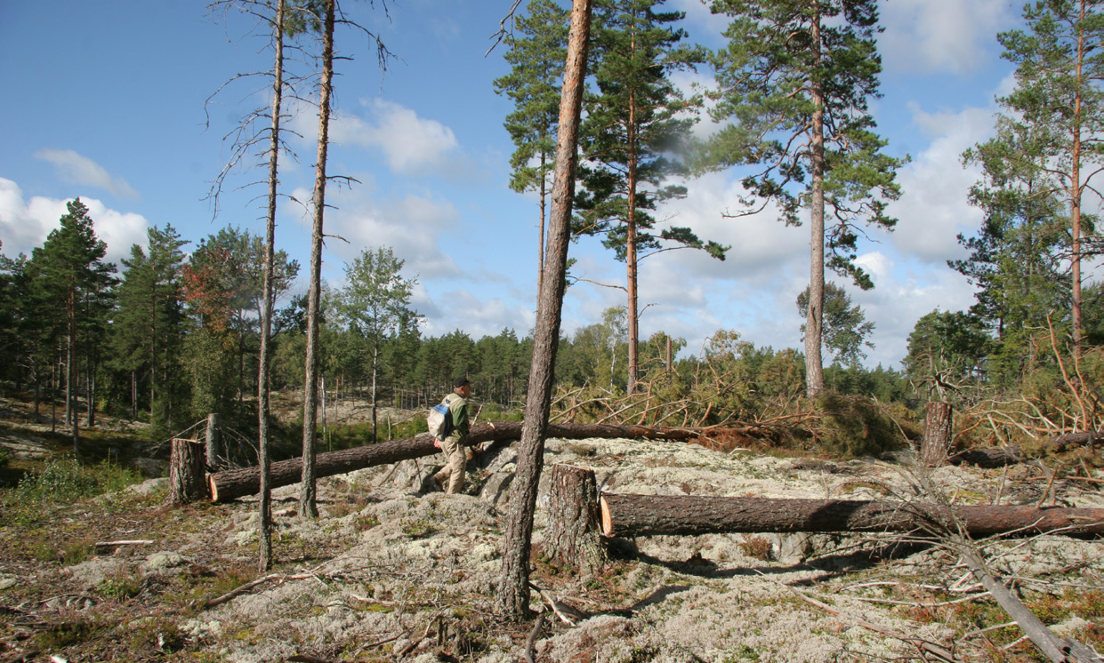 Uppdrag: rädda raggbocken Hyggesbruket har varit i medias blickfång under 2012 efter Maciej Zarembas artikelserie Skogen vi ärvde i DN.