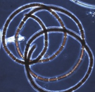 sp.), medel biovolym (mm
