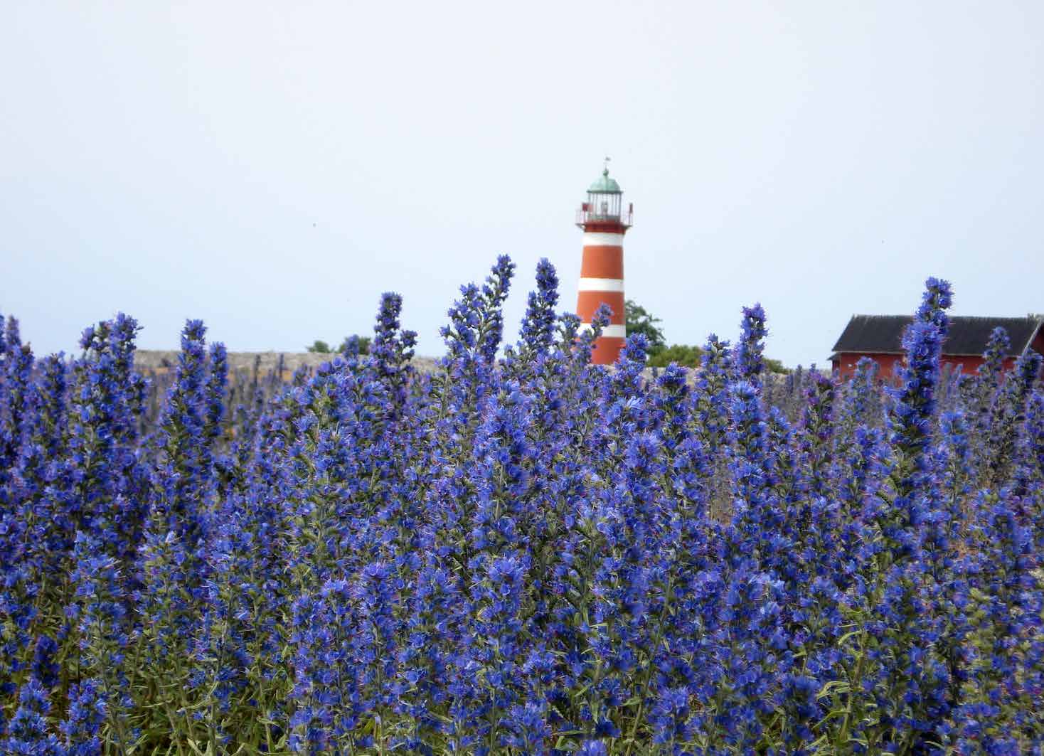 Laisn hambo Ainsummen i en laisn hambo när soli gat i buck u summan seglar bort, ja dansar i säiste summarkväldar en laisn hambo me mi självar.