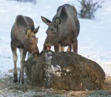 12 sidor TEMA Att utfodra älgar hur påverkas skogen? FOTO: Det är idag ganska vanligt att älgar och andra hjortdjur får ensilage under vintern.