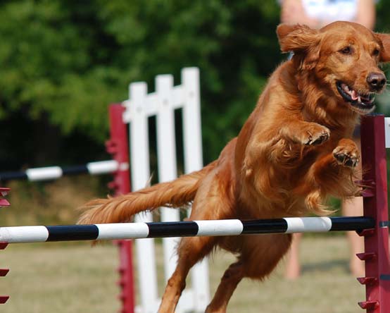 HUNDMAT (Nr. 33) Kyckling, innanmäte och nötvom. Vitaminiserat. HUNDMAT är tillsammans med HUNDMAT med lax vår populäraste blandning och har varit i produktion sedan Vom og Hundemat startade år 2000.