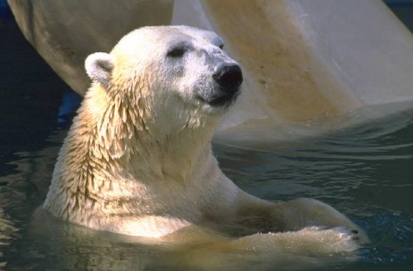 Hur klarar djur att leva i stark kyla? Isbjörnen är expert på att klara låga temperaturer: Tjock päls skyddar bra.