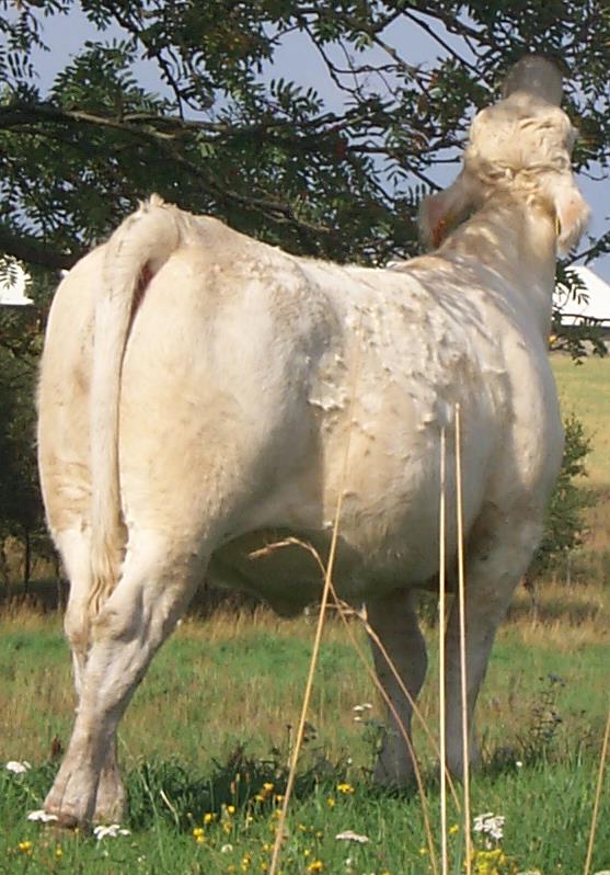 Djur Ettåriga kvigor (tidigare dikalvar) Tolv väneko och tolv charolais