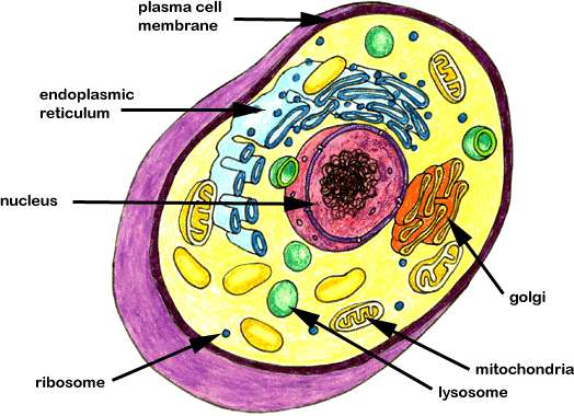 av inflammatioriska sjukdomar Mindre aktiva Eicosanoider *(PGs, TXs och LTs från 3 och 5 serien) Motverkar utveckling av inflammatoriska sjukdomar Smärta, inflammation, blodkoagulering, astma,