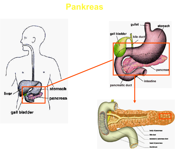 ZnT8 transporter autoantikroppar är ytterligare en varningssignal för autoimmune (typ 1) diabetes.