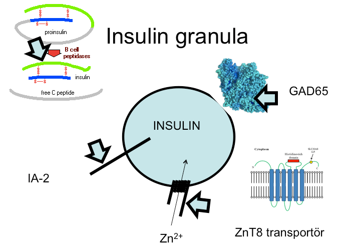 En normal beta cell innehåller cirka 10 000 granula. Den svarta pricken i varje granulum innehåller kristalliserat insulin.