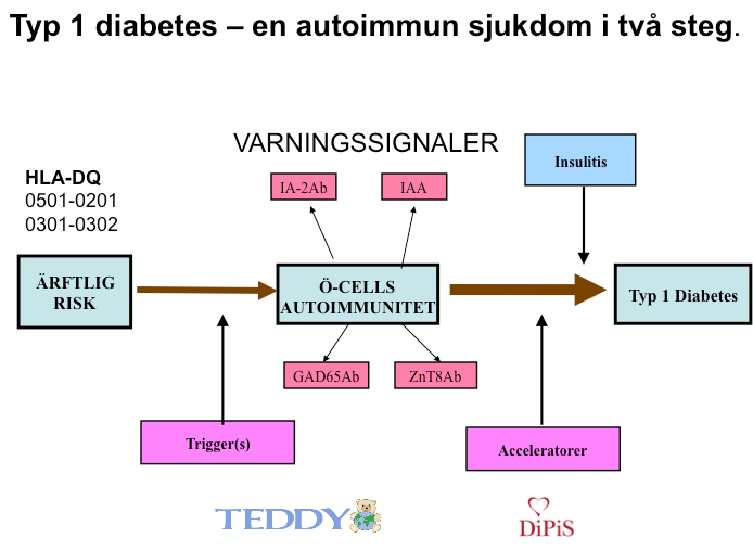Autoimmune diabetes utvecklas i två steg. Det första kravet är att personen föds med förhöjd ärftlig risk. Denna är av två typer DQ 0501-0201 och DQ 0301-0302.