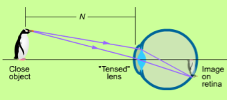 4.4 Ögats funktion Ögats funktion grundar sig på brytning av ljus. Ljuset bryts i gränsytan mellan luften och hornhinnan samt i ögats konvexa lins.