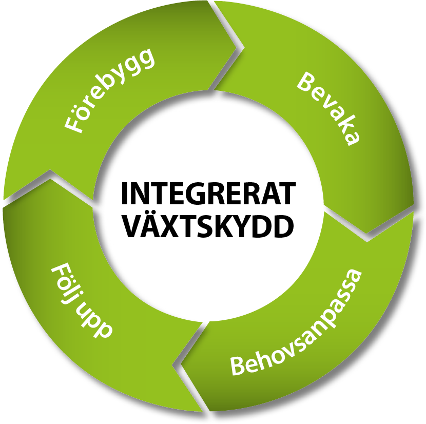 IPM-cirkeln 2014-11-12 Använd förebyggande åtgärder Övervaka skadegörarna (fältobservationer, P&V) v Använd beslutsstöd (tröskelvärden) Undersök nyttan av åtgärderna