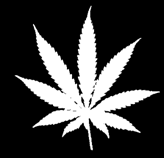 Cannabis Långtidseffekter Beroende Försämrat närminne och inlärningssvårigheter Koncentrationssvårigheter Skador på lungorna kan ge kroniskt luftvägskatarr Likgiltighet & Depression