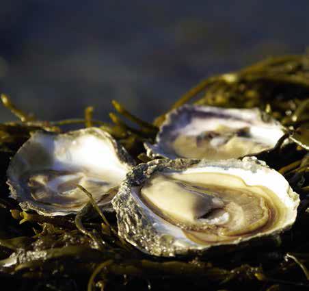 Marina ingredienser i livsmedel Nya marina källor till Lipider (Omega-3 källor) Proteiner (som hållbar ersättning till köttprotein Nya
