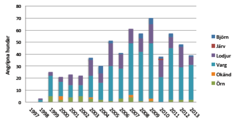 Figur 7. Antal angripna hundar i Sverige orsakade av stora rovdjur mellan åren 1997-2013.