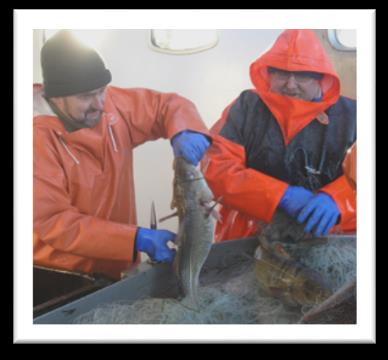 2(8) Dagens kris i fiskerinäringen Fisket i Skåne befinner sig idag i en akut och svår lönsamhetskris som riskerar slå ut stora delar av länets fiskeflotta.