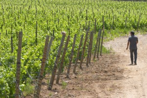 En vinresa av och med BKWine Languedoc-Roussillon, 12-16 oktober 2011 Vinresa i Languedoc och Roussillon, Frankrikes Nya Världen Det händer spännande saker i Frankrikes sydligaste vinregioner just nu!