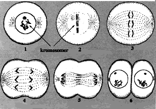 Mitos vanlig celldelning Vanlig celldelning inleds med att DNA kopierar sig själv och samlas i kromosomer.