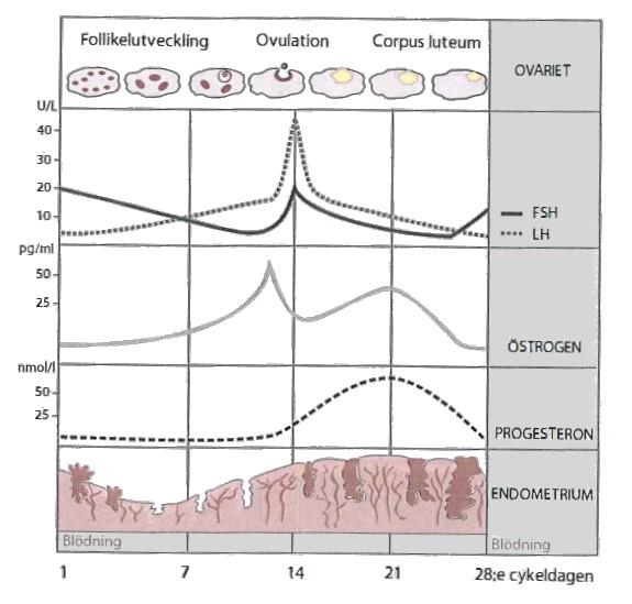 Svar: Det befruktade ägget producerar hormonet Humant Chorongonadotropin (HCG) redan under första levnadsvecka.