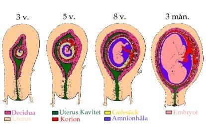 5 Figur 2. Förhållandet mellan decidua och embryot. Ref. http://iheartautopsy.com/?p=2643 Fråga: Vad hände om det inte inträffar en befruktning och implantation?