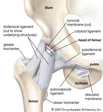 försiktighet om protes) Flexion/extension Rotation (inåt/utåt, utförs med 90º flexion i höft och knä) Abduktion/adduktion (fixera bäckenet kontralateralt!