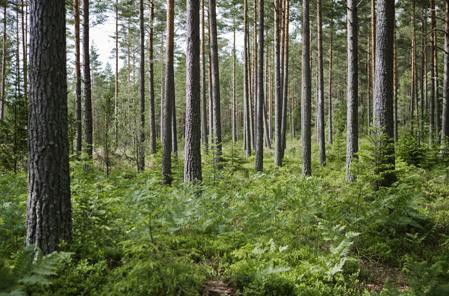 PTS: När marknaden inte bygger" Varär marknaden?