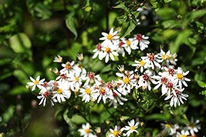 Årets perenn 2015 Vit skogsaster Aster divaricatus Den vita skogsastern är en unik skönhet. Den har höjd, blommar på sensommaren och på hösten i de svåraste läget, torr skugga.