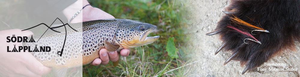 I dag så har dock de flesta områden några vanliga regler som t.ex. minimimått och strömfiskeförbud. Detta utan att riktigt veta om det är rätt mått eller rätt tid.