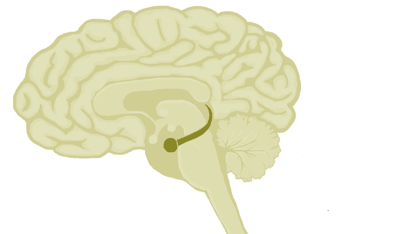 Förändringar i grå substans - kortvarig träning HIPPOCAMPUS - ökad täthet av grå celler - minne - internt "GPS" AMYGDALA -