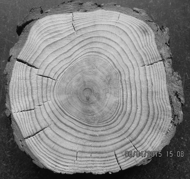 Befriande gallring runt centrumtallen, utförd våren Figur. Stamtrissa från en tall med diameter på bark vid stubben.