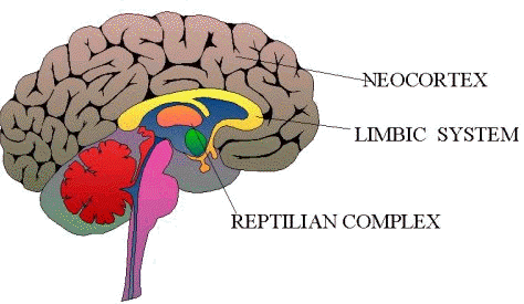 Hos människa upplevs smärta först när informationen från smärtreceptorerna når framhjärnans bark (cerebral cortex).