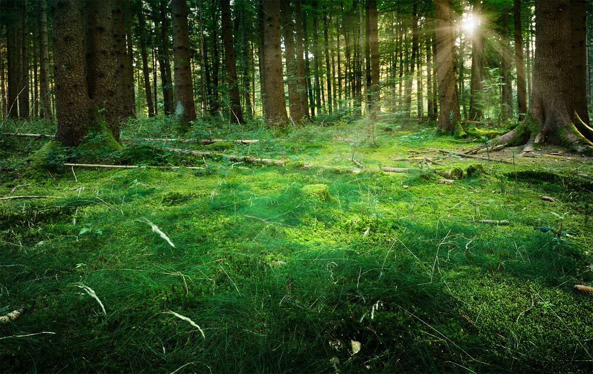 JORDENS SKOGAR Nästan en tredjedel av hela jordens landyta är täckt av skog.