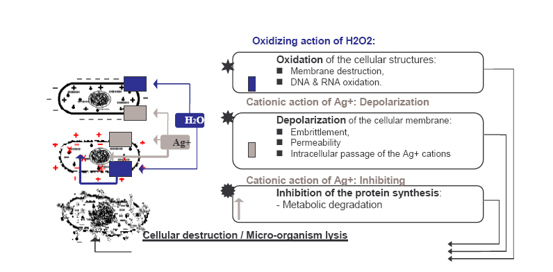 Cell destruktion H2O2