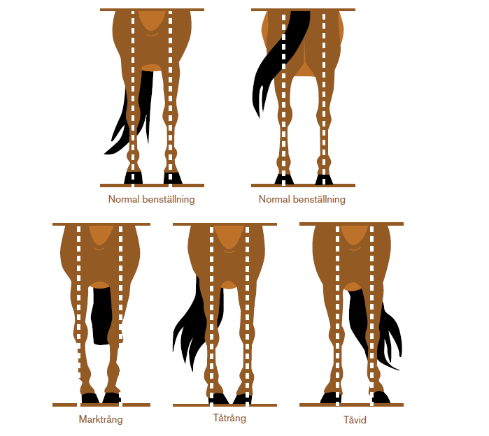 Benställning Normal benställning. Innebär att om du drar ett streck genom benet uppifrån och ner ska strecket komma precis i mitten av benet. Då har hästen korrekta, raka ben.