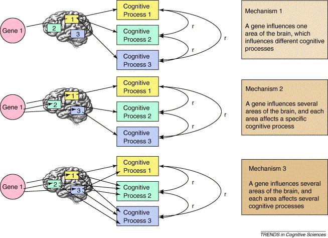 Neurobiologiska studier bör undersöka flera diagnoser och flera neurobiologiska system samtidigt för identifiera gemensamma mekanismer.