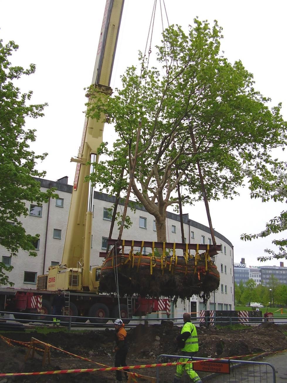 Flytt med Mobilkran Mobilkran med en lyftkapacitet på 100 ton. Klumpdiameter 3-6 m, djup 0,8-1,0 m. Bedöms kunna flytta träd med att stamomfång 100 250 cm.