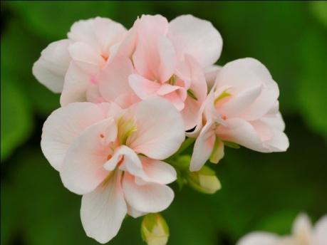 Prins Nikolai * Enkla ljusrosa blommor, en ljusare och mer svagväxande variant av Dronning Ingrid. Döpt efter den danske prinsen.