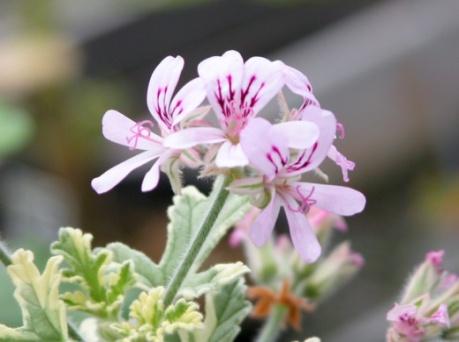 Doftpelargoner Doftpelargonerna kom till Europa på 1600-talet, och under 1700-talet började de att odlas i Sverige. De har genom åren mest odlas för sin doft och sitt dekorativa bladverk.