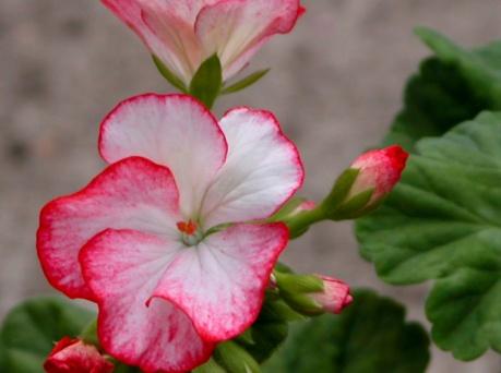 Francis James * Enkla ljusrosa blommor med cerisrosa mitt och kant. Samma phloxblomma som Augusta, med kompaktare växtsätt och svag zonmarkering. Mycket vacker!