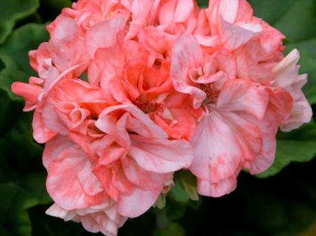 Madame Thibault Victor Lemoine 1867 Enkla vita blommor som skiftar till svagt rosa. Nejlikepelargon, har trumpetformade blommor. Bladverket påminner om hängpelargonernas.