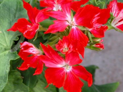 Stjärnpelargoner Denna grupp togs fram av förädlaren Ted Both i början på 60-talet. Blommorna är enkla eller dubbla, storleken på blommorna är mellanstora till stora.