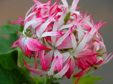 Fireworks Light Pink * Enkla ljusrosa blommor med vit mitt. Kraftigvuxen. Nyare sort. Fireworks Pink * Enkla kraftigt rosa blommor. Med ett grönt bladverk och en svag zonmarkering, medelkraftig växt.