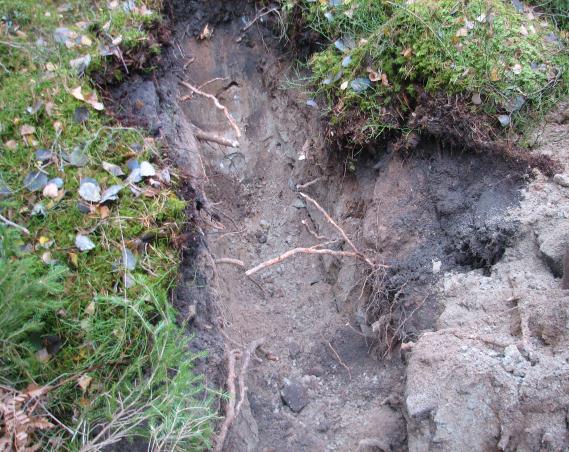 Bakgrund På uppdrag av Anders Bertilsson Nolgården Torsö har vi utfört översiktlig geoteknisk undersökning för detaljplanen del av sundet 5:1 Nolgården på Torsö i Mariestads kommun.