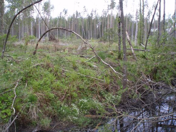Vintertid kan hagarna vara lämpliga för skidspår. Kalhygge i den östra delen av Vikaholm. Hagmarker i Vikaholm Östra delen I den östra delen av Vikaholm sparas ett naturstråk.