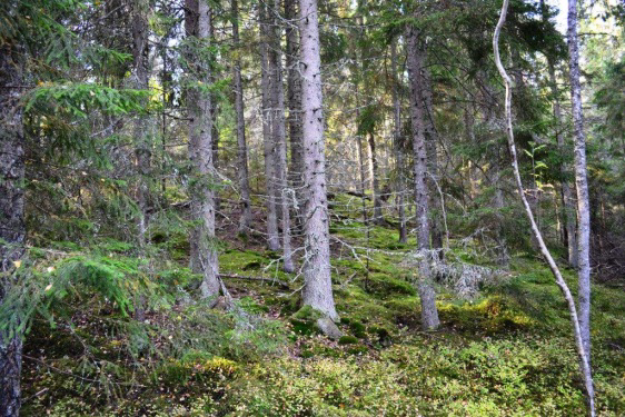 Taxeringsvärde (2014) Skogsmark Skogsimpediment Betesmark Total 1 395 000 kr 3 000 kr 53 000 kr 1451000 kr Ägare Gösta Petersson db.