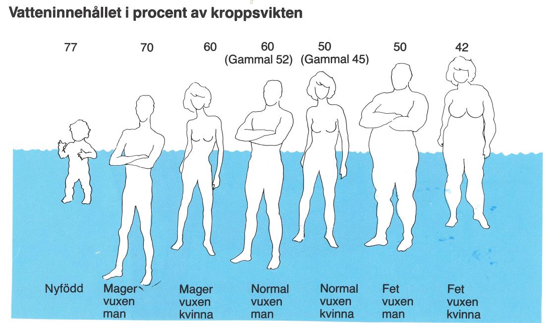 Man föds som en gurka och dör som ett sviskon Kroppens vätskeinnehåll och vätskans fördelning hos