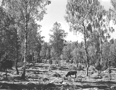 Figur 2.7-3. Hage på Torpön, Östergötland. Foto: Gösta Lundqvist, 1937. ( Svenska Turistföreningens bildarkiv, Nordiska museet). Figur 2.7-4. Gran planterad på åkermark 1953, Kållandsö, Västergötland.