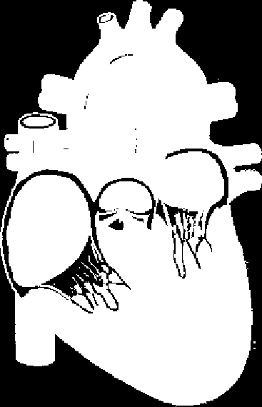 CIRKULATIONSSYSTEMET Bild. Frontalsnitt av hjärtat 1. Namnge åtta valfria strukturer i bilden på hjärtat med medicinska benämningar.